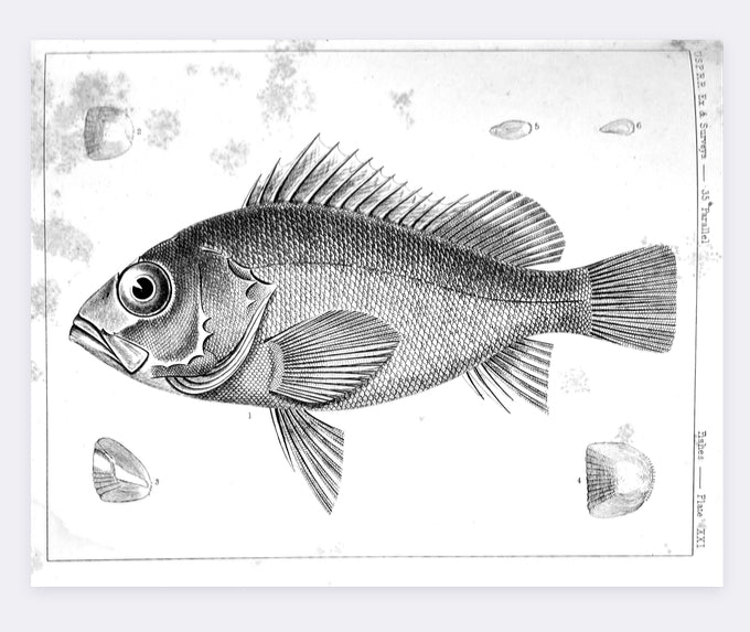 Fish Illustration