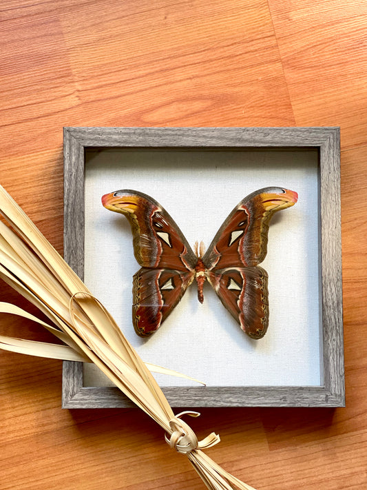 Attacus atlas. The Atlas Moth