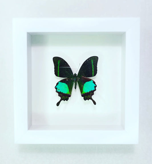 Papilio paris terggerensis