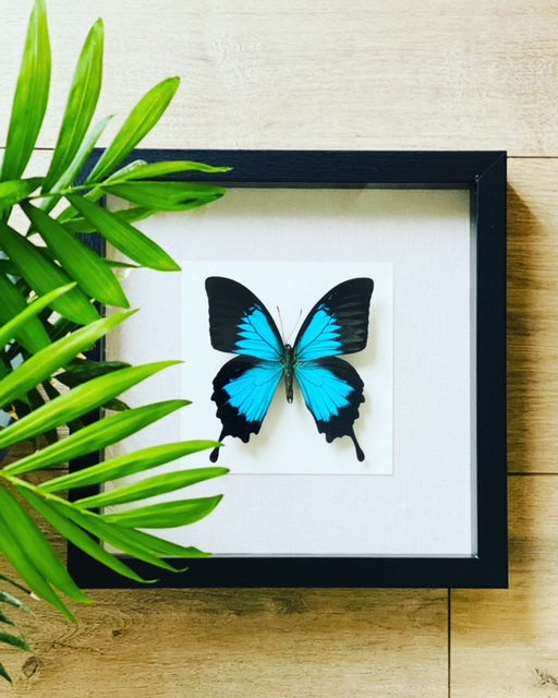 Papilio ulyssess telegonus- The Blue Emperor Butterfly