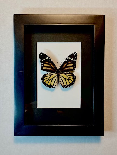 Danaus plexippus. The Monarch Butterfly