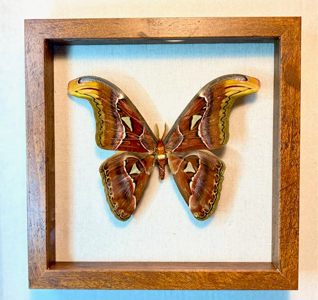 Attacus atlas. The Atlas Moth