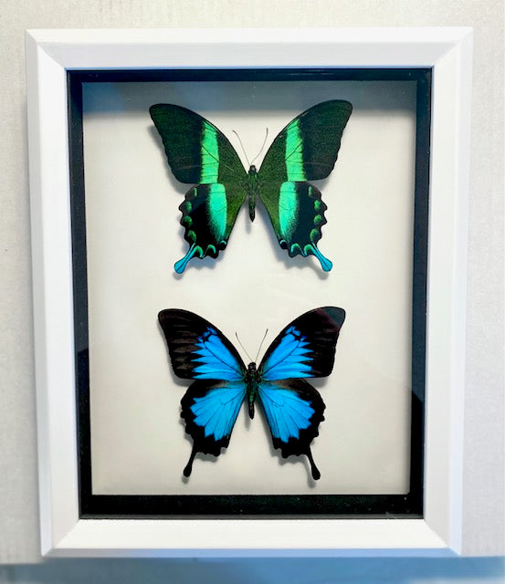 Papilio blumei & Papilio ulysses