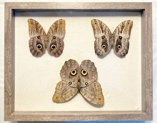 Caligo Butterfly. The Owl Butterfly