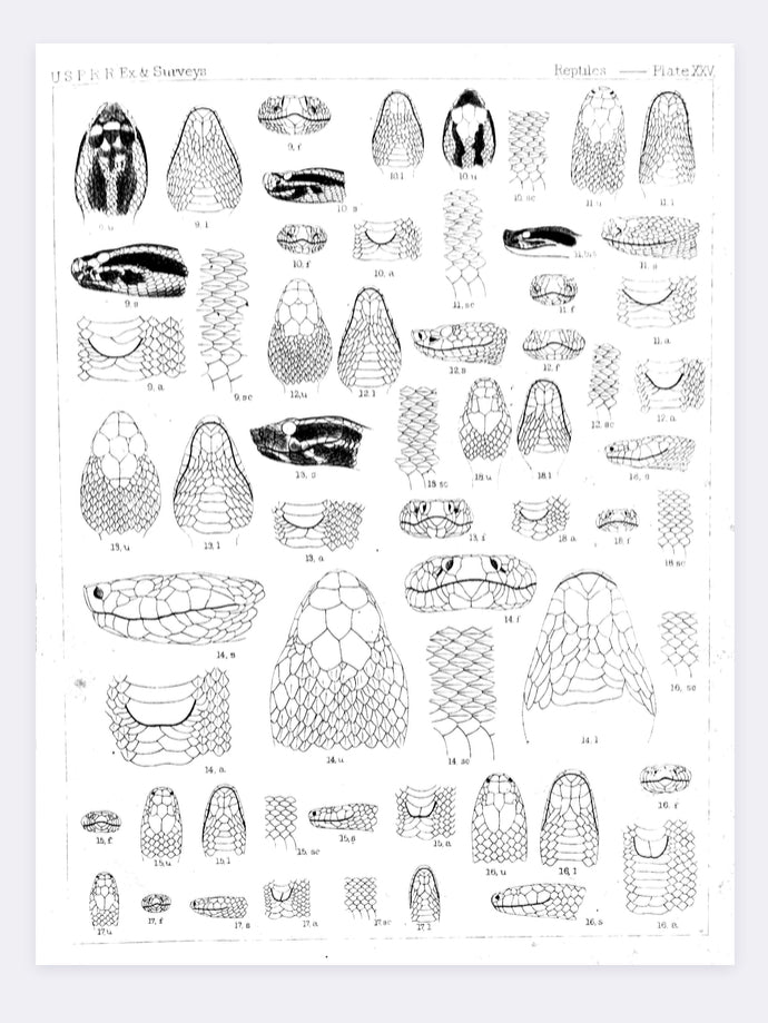 Pyography Snake Scale Snake Scale Illustration – Earth Art- Pressing & Preservations