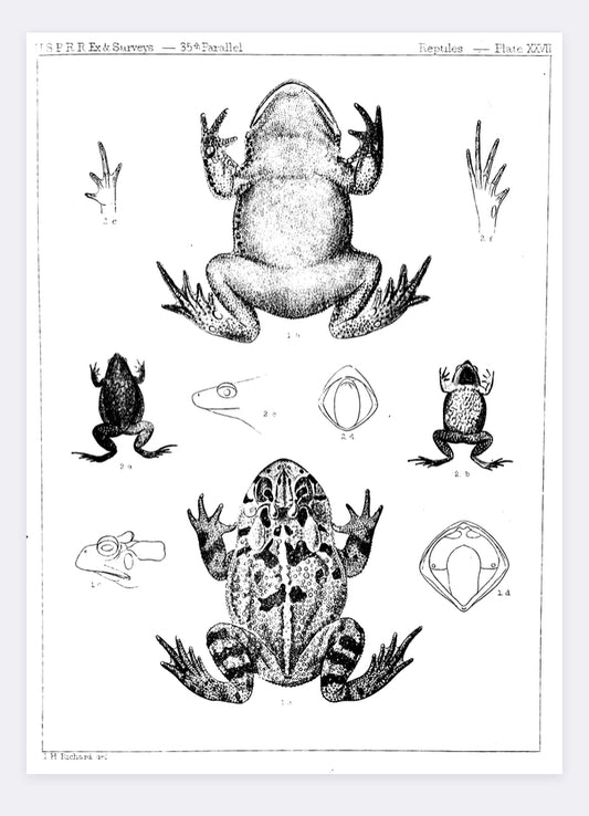 Frog Illustration