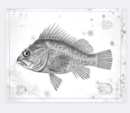 Fish Illustration