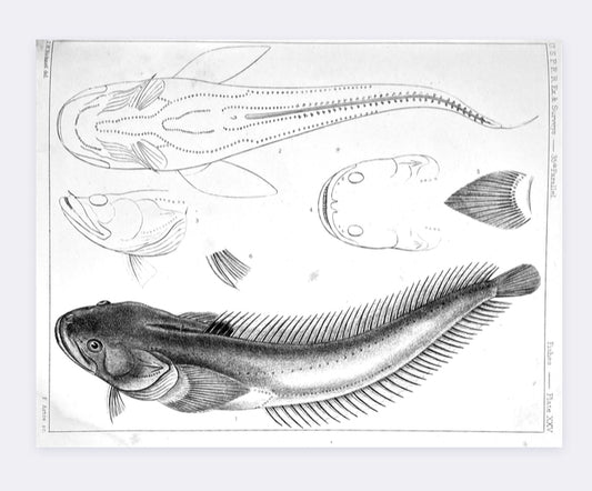 Fish Illustration