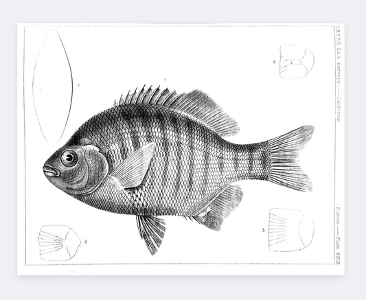 Fish Illustration