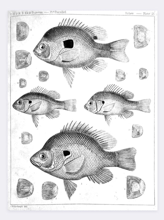 Fish Illustration