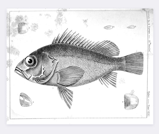 Fish Illustration
